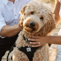 Goldendoodle All Grown Up from Hope RI Goldendoodles