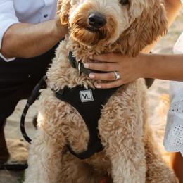Goldendoodle All Grown Up from Hope RI Goldendoodles