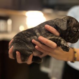 French Bulldog Puppies from Nicole's French Bulldogs
