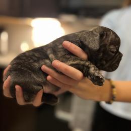 French Bulldog Puppies from Nicole's French Bulldogs