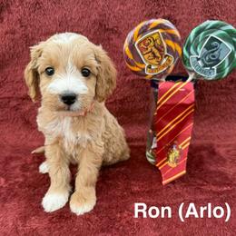 Ron - Red  male Goldendoodle puppy in Conroe, Texas from Tails of Cypress