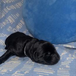 Grey Collar Male - Black male Labrador Retriever puppy in Kissimmee, Florida from SunState Labs