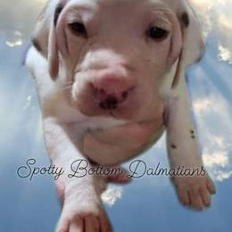 Dalmatian Puppies from Spotty Bottom Dalmatians