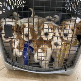 Goldendoodle Puppies from Kennedy Doodles