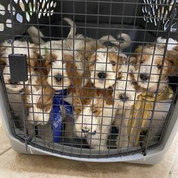 Goldendoodle Puppies from Kennedy Doodles