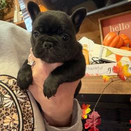 Brindle girl - Brindle female French Bulldog puppy in Marion, Virginia from Frenchies Vom Reiches Tal