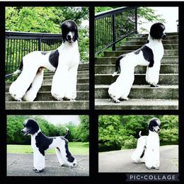 Poodles from SoulSister Standards
