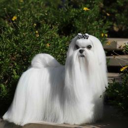 Maltese puppies from Validian Maltese