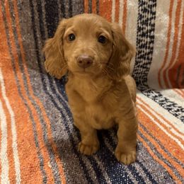 Fargo - Red male Dachshund puppy in Gamaliel, Arkansas from WyldNFree Aussies
