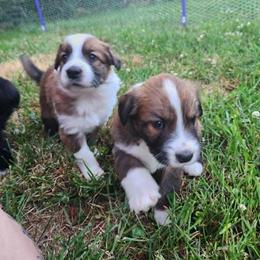 Maple - Sable and white female English Shepherd puppy in Columbia, Connecticut from Tranquil Morning Farm