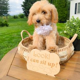 Sugar Goldendoodle - Apricot female Goldendoodle puppy in Harrisonburg, Virginia from Curlytail Doodles