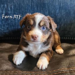 Fern - Red tri female Miniature Australian Shepherd puppy in Paris, Texas from Blue Envy Mini Aussies