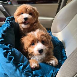 Molly - Apricot female Cavapoo puppy in Washington from Mt.BakerPoodles&Doodles
