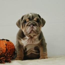 Blue collar boy puppy - Lilac tri-color male Bulldog puppy in Lewisberry, Pennsylvania from Salted Rim Corgis
