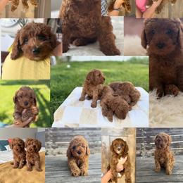 Cavapoo puppies from Taylor's Cavapoos