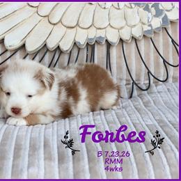 Forbes - Red merle male Miniature Australian Shepherd puppy in Madisonville, Texas from Flying LL Aussies