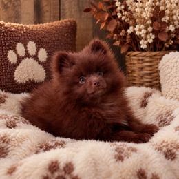 Chocolate - Chocolate male Pomeranian puppy in Effort, Pennsylvania from Pomeranian Puppies
