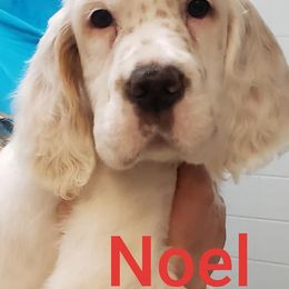 English Setter Puppies from Finlauson's Pet Care Center and Granite State Service Dogs