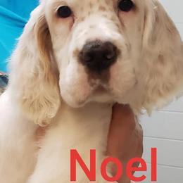 English Setter Puppies from Finlauson's Pet Care Center and Granite State Service Dogs