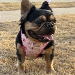 Raya - French Bulldog