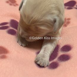 Golden Retriever Puppies from Golden Kiss Retrievers