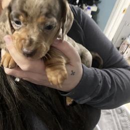 Dachshund Puppies from Honey Creek Doxies