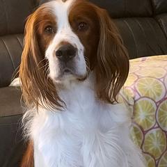 Irish Red and White Setter All Grown Up from Ridgepoint