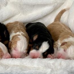 Bernedoodle and Goldendoodle Puppies from P&P Pups