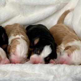 Bernedoodle and Goldendoodle Puppies from P&P Pups