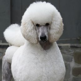 Woody - Poodle