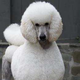 Woody - Poodle