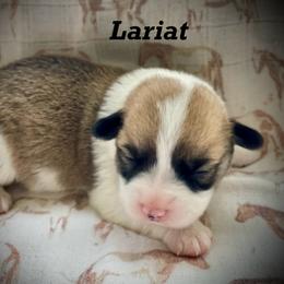 Lariat - Red male Pembroke Welsh Corgi puppy in Woodland, Washington from MB Acres Corgis
