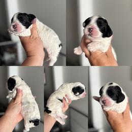 Ellie - Black and white female Cockapoo puppy in Lafayette, Louisiana from Kinkade Kennels