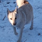 Dreamer - Norwegian Buhund