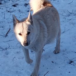 Dreamer - Norwegian Buhund