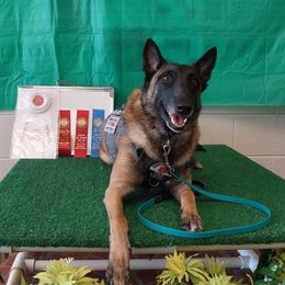 Belgian Malinois from Bitz’N Pieces Ranch