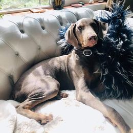 Doberman Pinscher Puppies from Franklin Dobermans