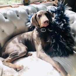 Doberman Pinscher Puppies from Franklin Dobermans