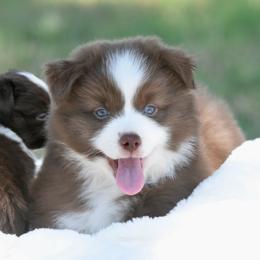 Typhoon - Red & white male Miniature Australian Shepherd puppy in Chickasha, Oklahoma from Rustic Lace