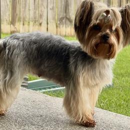 Addi - Yorkshire Terrier