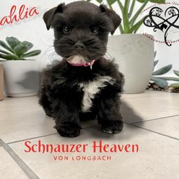 Dahlia AKC - Black female Miniature Schnauzer puppy in Pelzer, South Carolina from Schnauzer Heaven Von Longbach