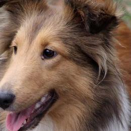 Keke - Shetland Sheepdog