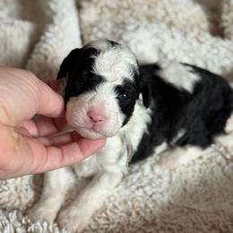 Lollipop - Black and white male Sheepadoodle puppy in Wharton, Texas from Little Fur Friends