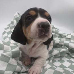 Toro - Piebald male Dachshund puppy in Brownsville, California from Pine & Pasture Dachshunds