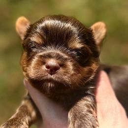 Little Rolo - Chocolate, tan and white male Yorkshire Terrier puppy in Hope, Indiana from DJ Yorkies