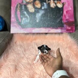 Iceland - Parti female Yorkshire Terrier puppy in Lynwood, Illinois from SaintNicksWay