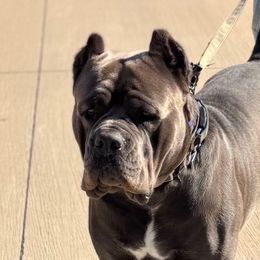 Luka - Cane Corso