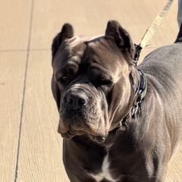 Luka - Cane Corso