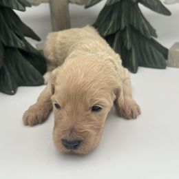 Paris Geller - Cream female Goldendoodle puppy in Alton, Missouri from Roberts Farm Doodles