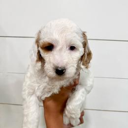 Azalea (Pink) - Parti female Goldendoodle puppy in Payson, Utah from Life_on. Paws